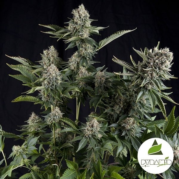View White Widow cannabis plant