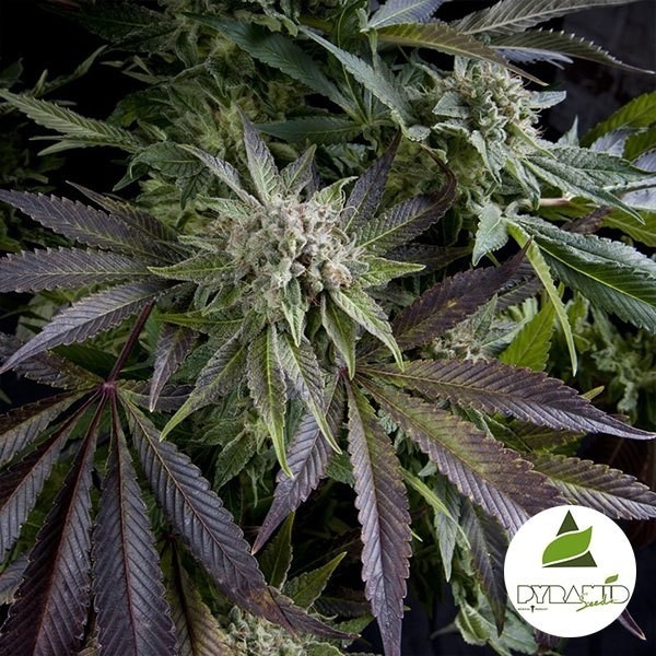 View Blue Pyramid cannabis plant