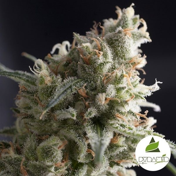 View Lennon marijuana plant