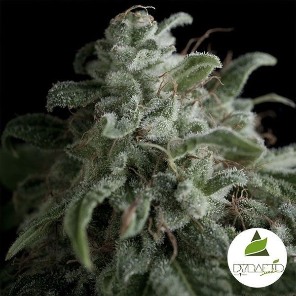 View Nefertiti cannabis plant