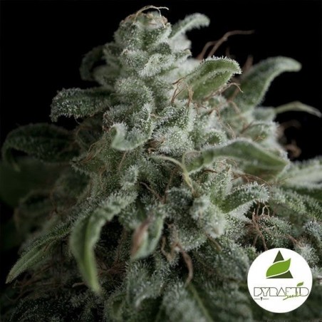 Nefertiti cannabis plant