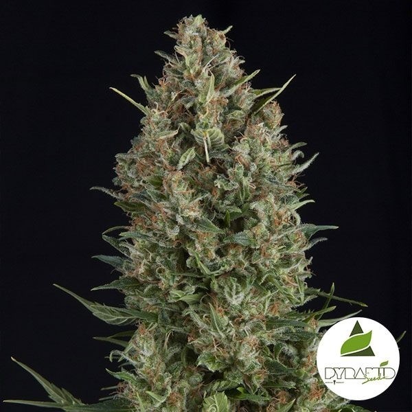 View Wembley cannabis plant