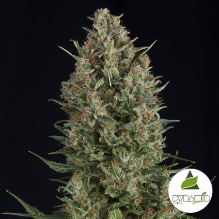 Wembley cannabis plant