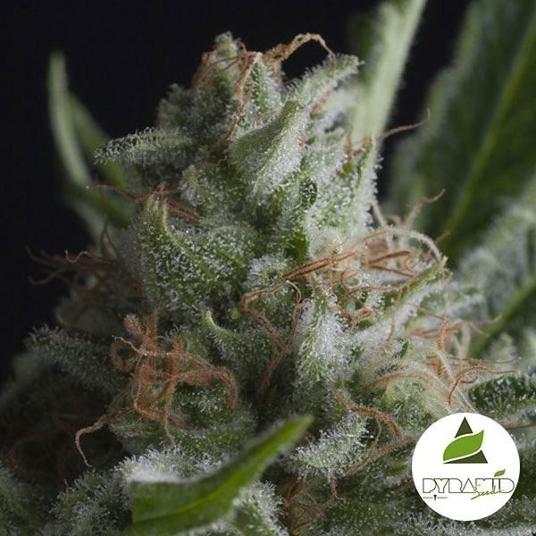 View Shark cannabis plant
