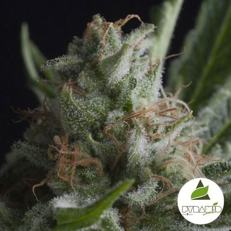 Shark cannabis plant