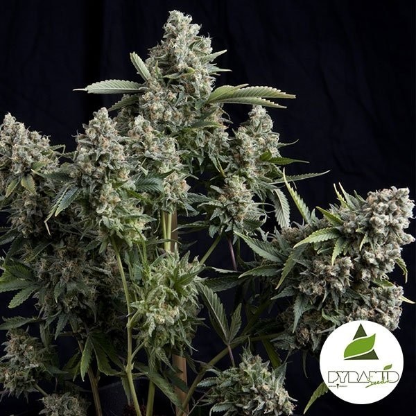 View Tutankhamon marijuana plant