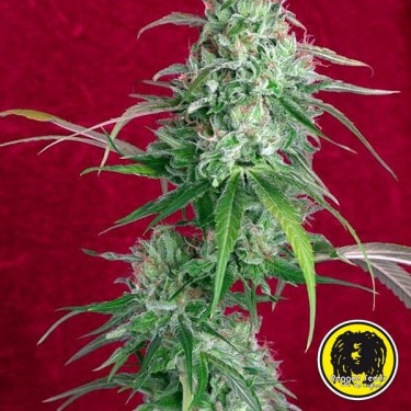Juanita la Lagrimosa Cannabis Plant