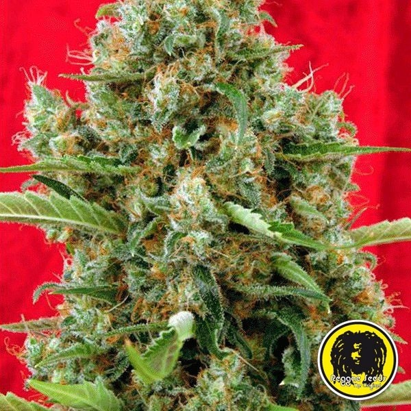 View Session Regular Cannabis Plant