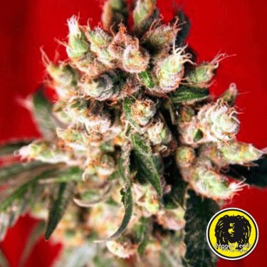 Roots Regular Cannabis Plant