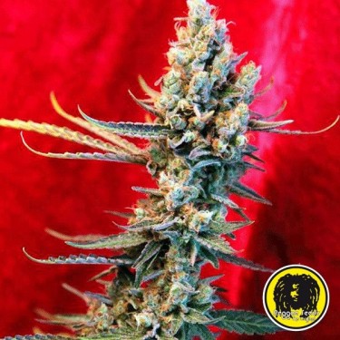 Revolution regular Cannabis Plant