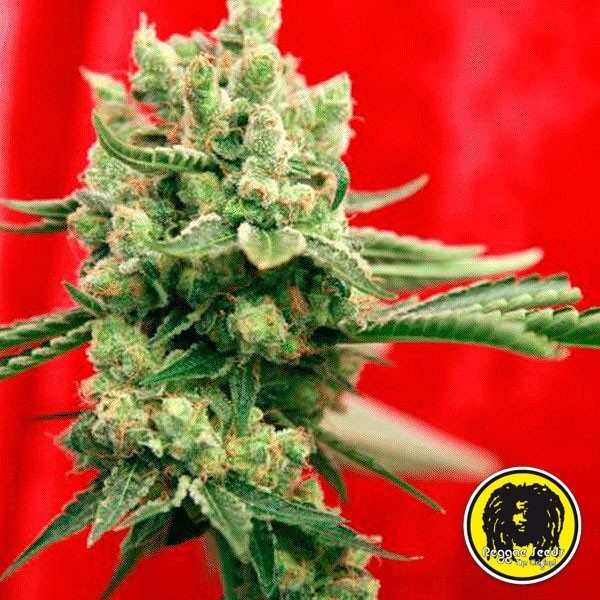 View Guayaka Regular Cannabis Plant