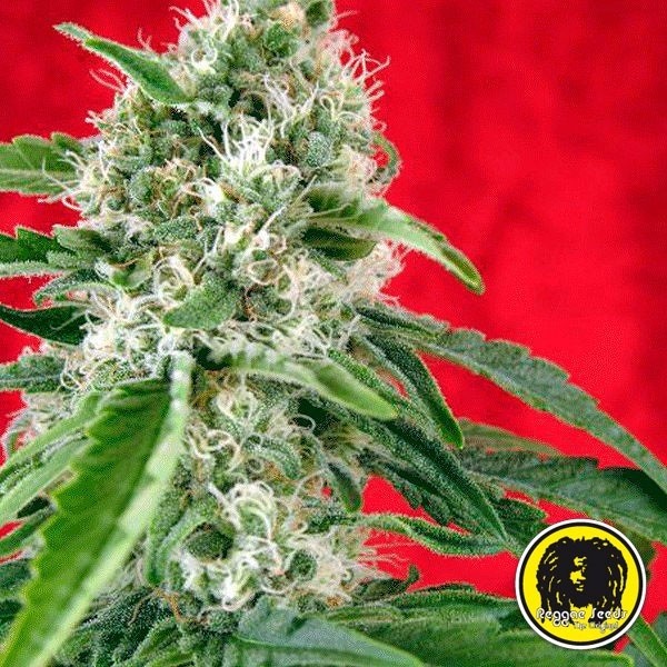 View Dub Regular Cannabis Plant