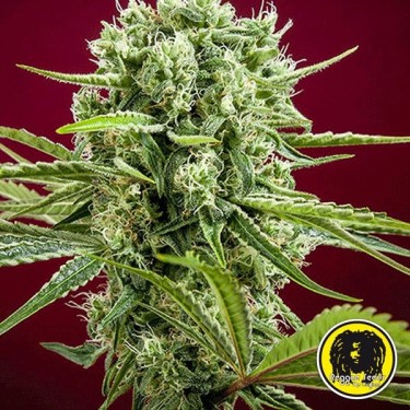 Dancehall regular Cannabis Plant