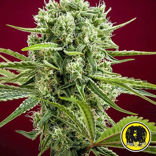 View Dancehall regular Cannabis Plant