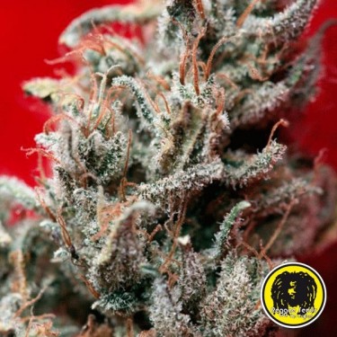 O'Haze Red Cannabis Plant