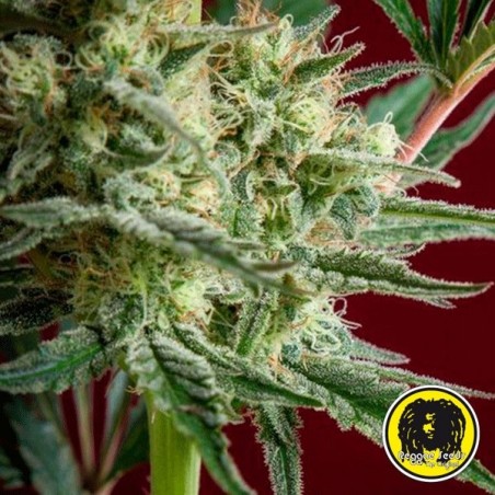 Blackdance Cannabis Plant