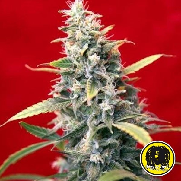 View Sra. Amparo Cannabis Plant
