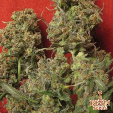 Critical Haze Cannabis Plant