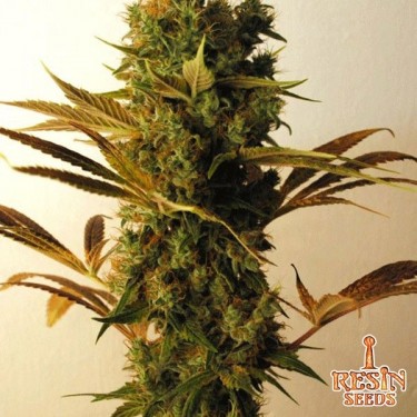Hammershark Cannabis Plant