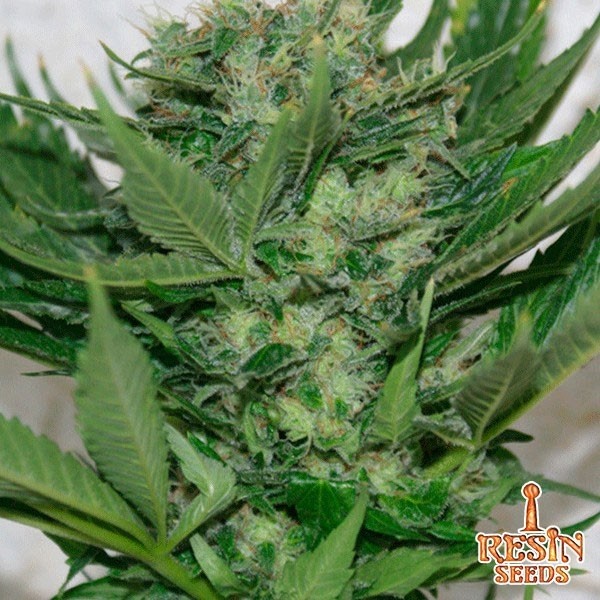 View Sour P Cannabis Plant