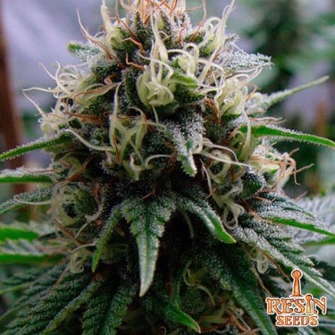 Yummy Cannabis Plant