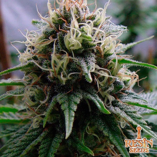 View Yummy Cannabis Plant