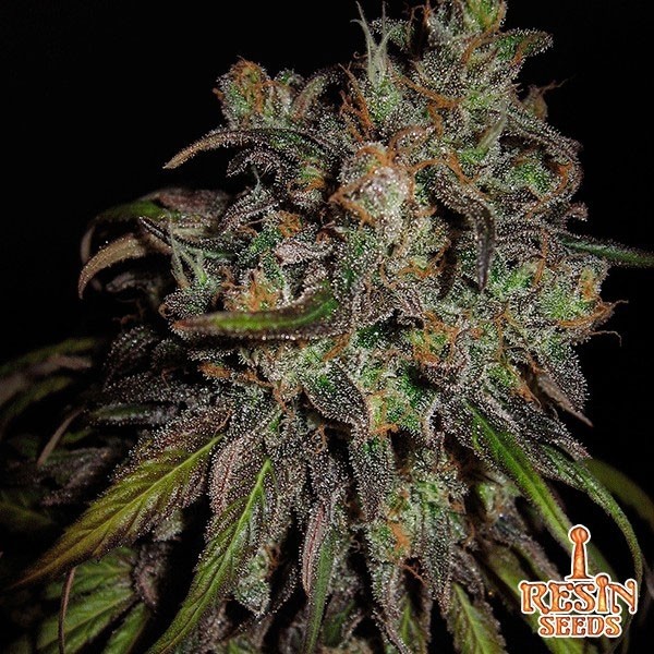 View Cannatonic Cannabis Plant