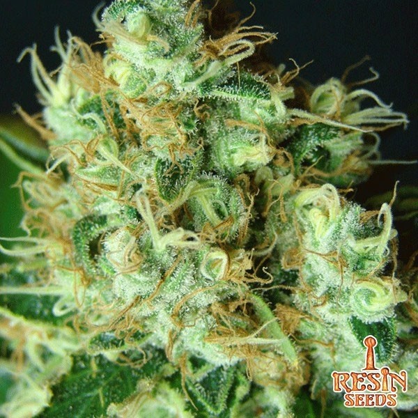 View Bubblicious Cannabis Plant