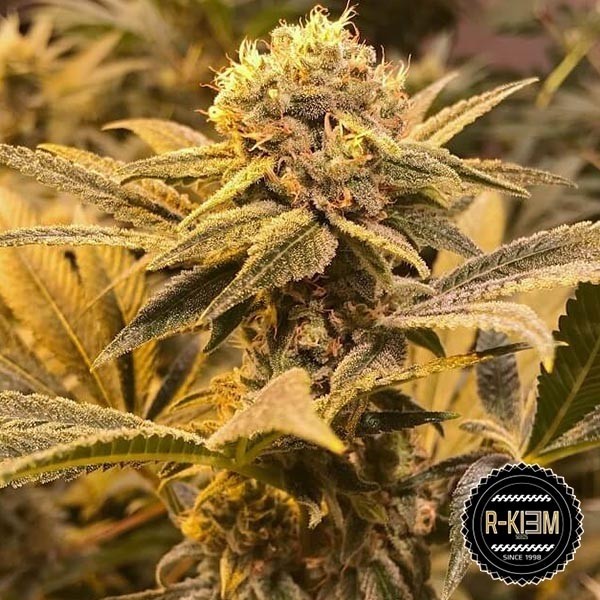 View R-Kiem Regular Cannabis Plant