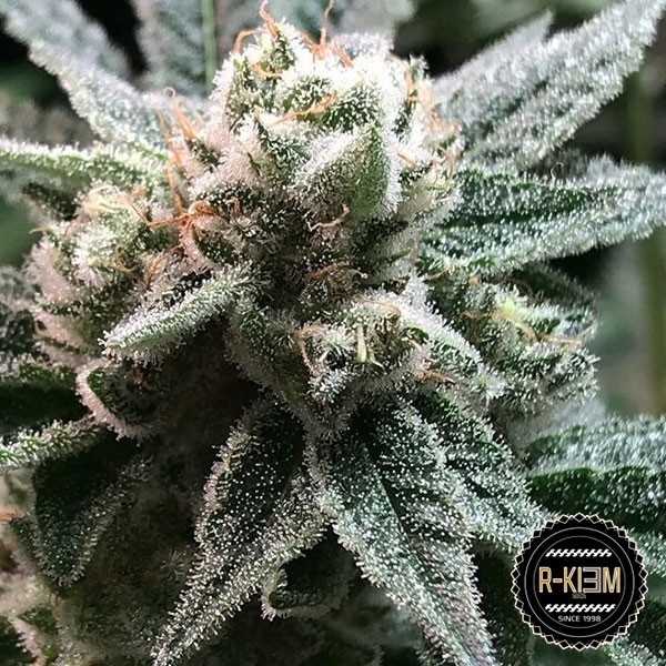 View Sublimator Cannabis Plant