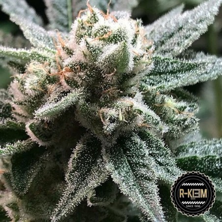 Sublimator Cannabis Plant