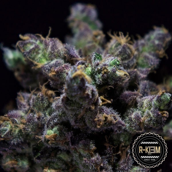 View ZKIEM (Harybo) Cannabis Plant