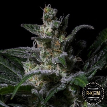 Muse Cannabis Plant