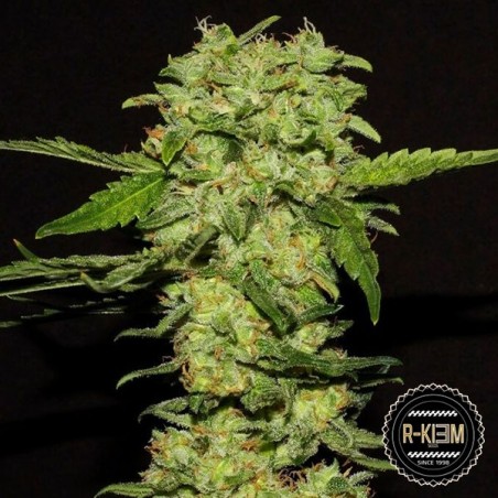 Portela Cannabis Plant