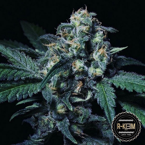 View Negra 44 Cannabis Plant