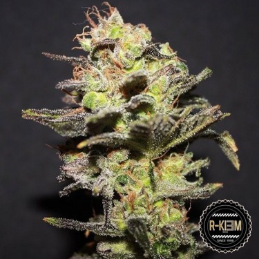 Icer Cannabis Plant
