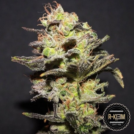 Icer Cannabis Plant