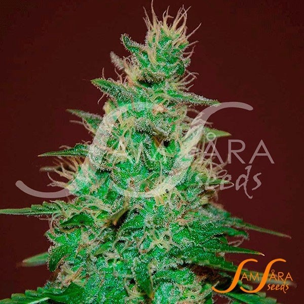 View El Alquimista Auto cannabis plant