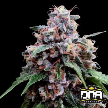 Lemon 18 Marijuana Plant