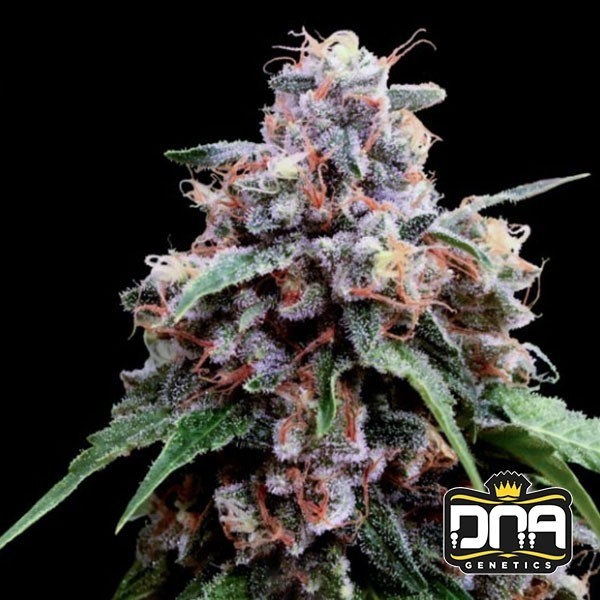 View Lemon 18 Marijuana Plant