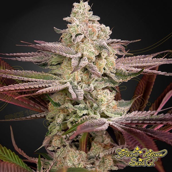 View Chemical Bride Marijuana Plant