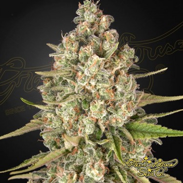 Lost Pearl Marijuana Plant