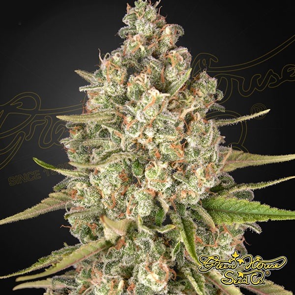 View Lost Pearl Marijuana Plant