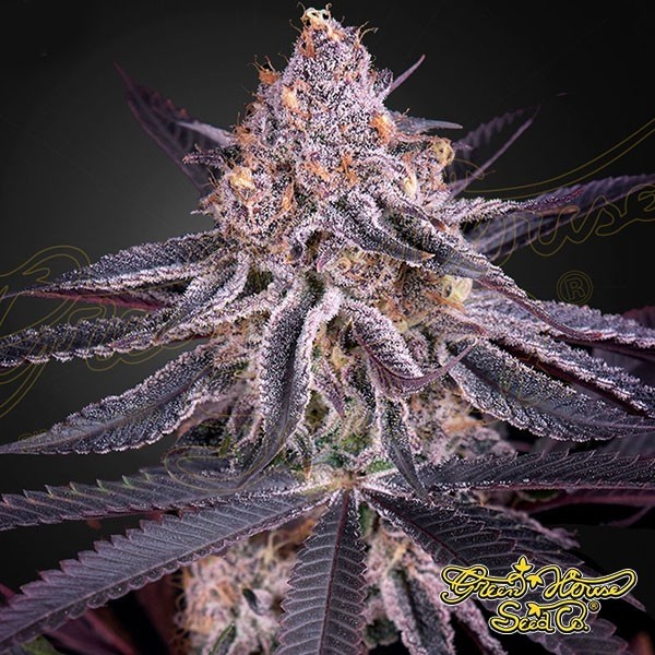 View King's Juice Marijuana Plant