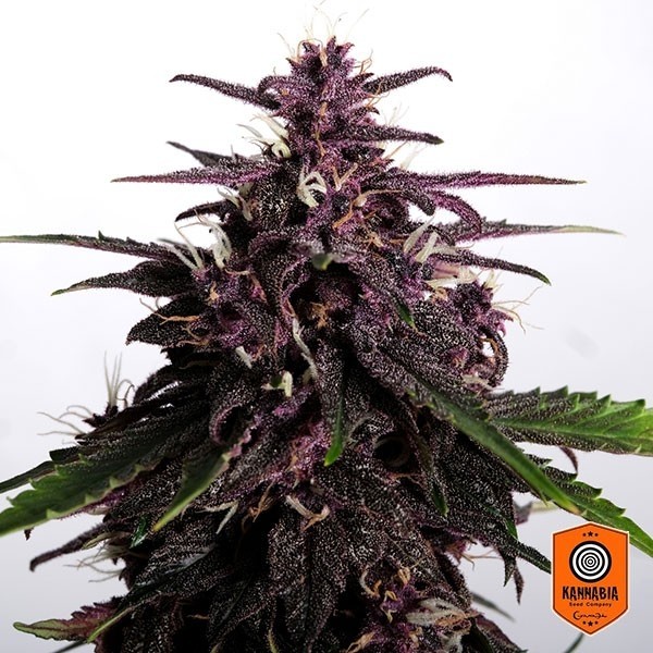 View Swiss Dream Rosé Auto CBD Marijuana Plant