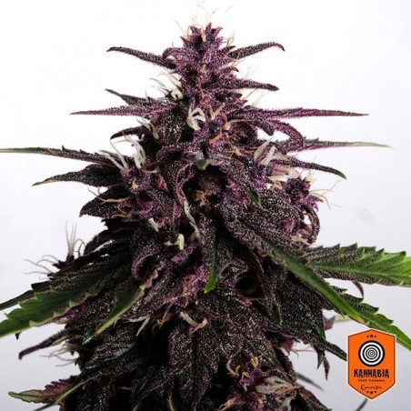 Swiss Dream Rosé Auto CBD Marijuana Plant