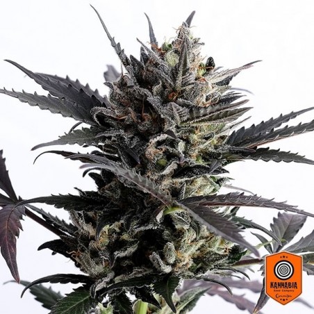 Lemon Haze Auto Marijuana Plant