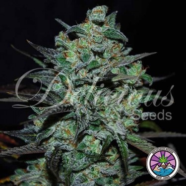 Northern Light Blue THC-Free Marijuana Plant