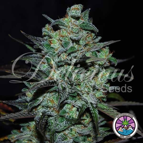 View Northern Light Blue THC-Free Marijuana Plant