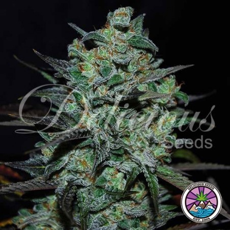 Northern Light Blue THC-Free Marijuana Plant
